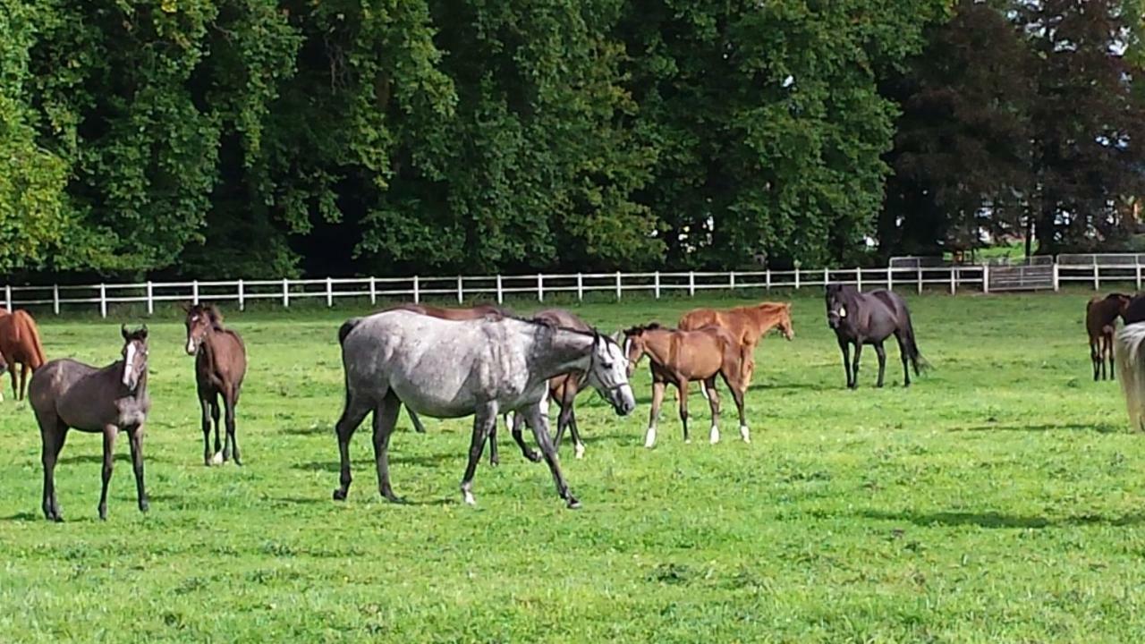 Gites De La Maison Du Haras Beuvron-en-Auge Esterno foto